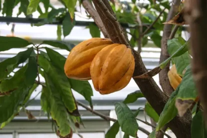 Jardin Botanique Henri Gaussen