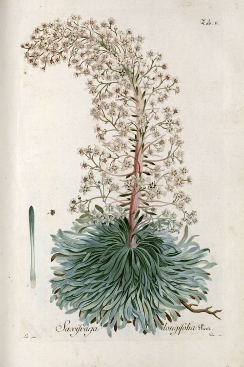 Figures de la flore des Pyrénées, avec des descriptions, des notes critiques et des observations, Picot de Lapeyrouse, collections du muséum