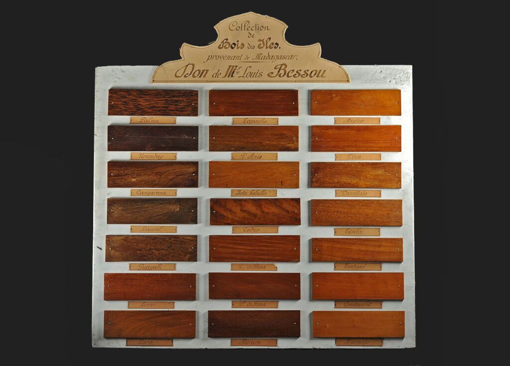 Planche de présentation d'échantillons de bois exotiques, 1920, collections du muséum de Toulouse