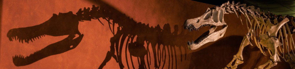 photo du squelette du Baryonyx de l'exposition permanente du Muséum de Toulouse