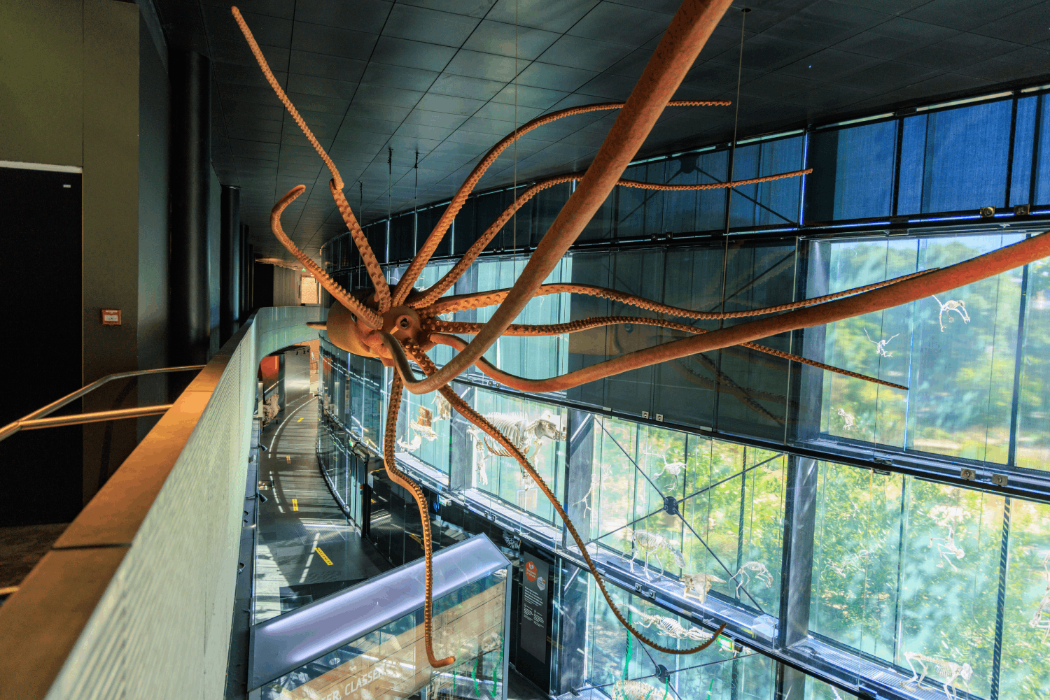 photo du calamar géant de l'exposition permanente du Muséum de Toulouse