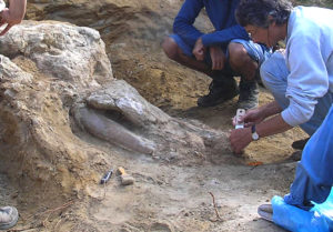 Crâne en cours d'extraction, fouilles du muséum de Toulouse