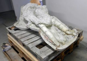 Crâne issu des fouilles du muséum de Toulouse
