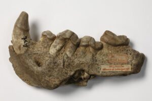 Crocuta crocuta spelaea, collections du muséum de Toulouse