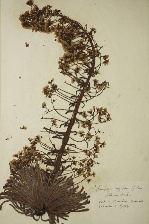 Planche d'herbier de Picot, Saxifraga longifolia, collections du muséum de Toulouse