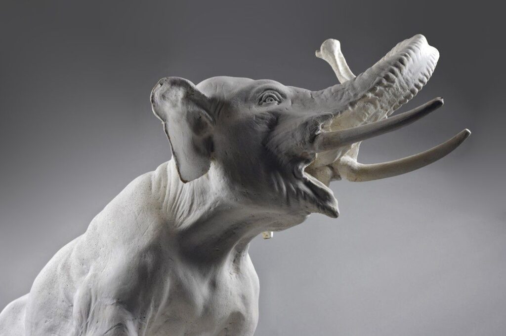 Maquette d'éléphant, collections du muséum de Toulouse