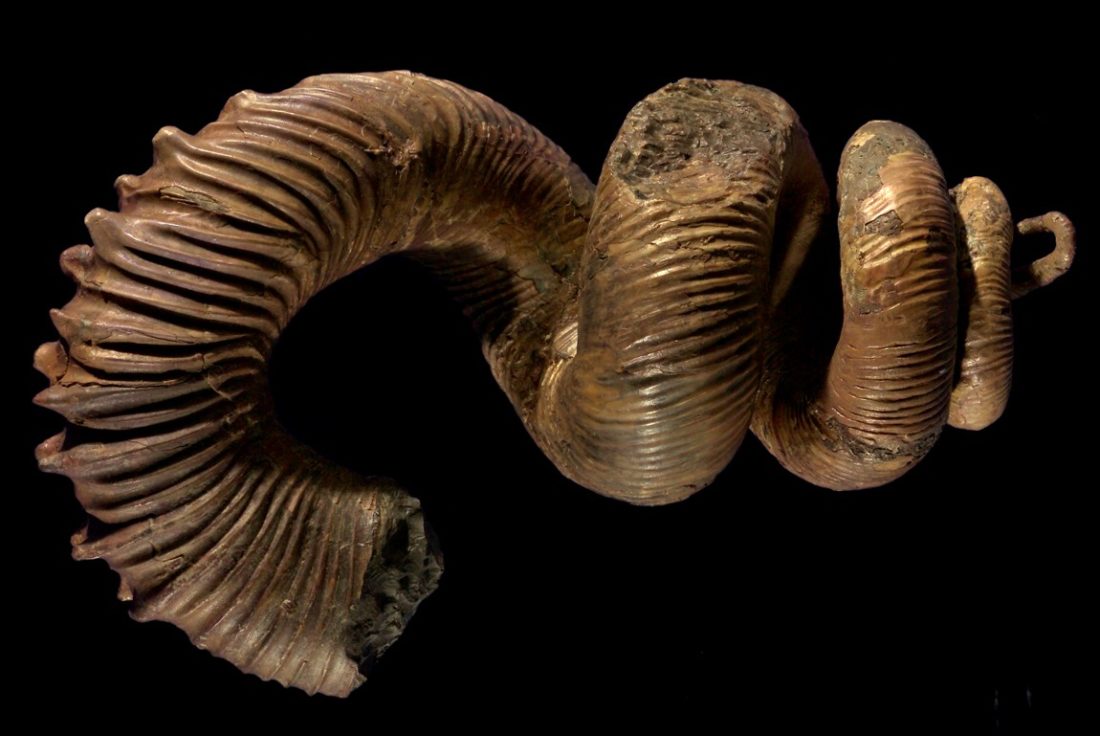 Moule interne fossile, collection du muséum de Toulouse