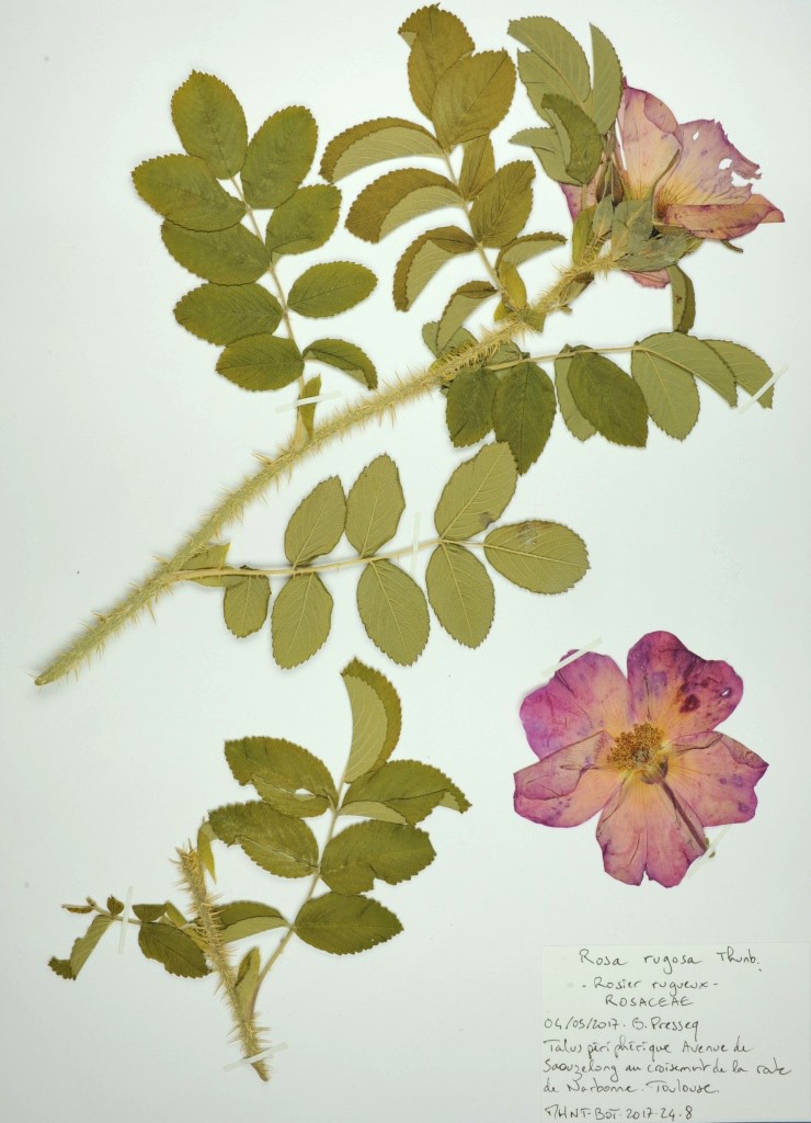 Rosa rugosa, Herbier de la flore toulousaine, collections du muséum de Toulouse