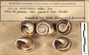 Helix hortensis, collections du muséum de Toulouse