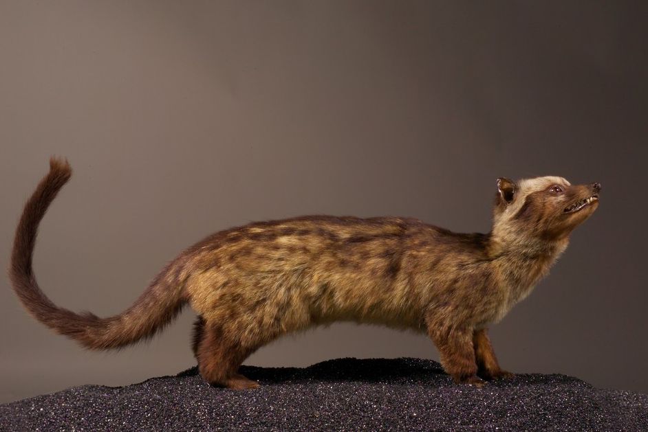 Paradoxurus hermaphroditus, collections du muséum de Toulouse