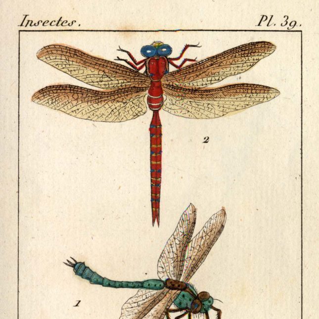 Libellules, Atlas des insectes, collections du muséum de Toulouse