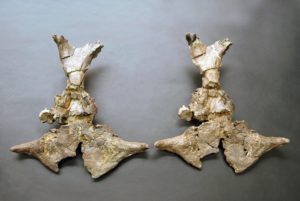 Moulage d'Ampelomeryx, muséum de Toulouse