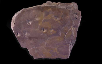 photo d'un Bratrachichnus salamandroides