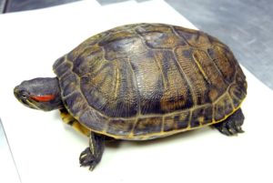 Moulage de tortue, collections du muséum de Toulouse
