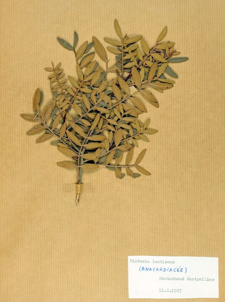 Pistacia lentiscus, collections du muséum de Toulouse