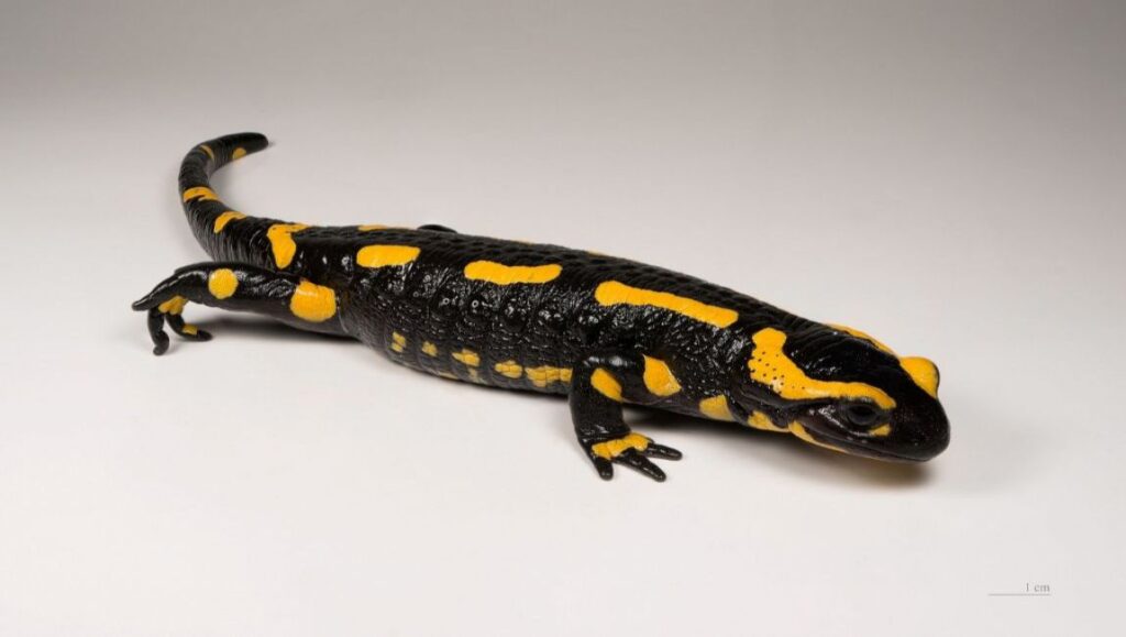 photo d'une salamandre preparé au muséum