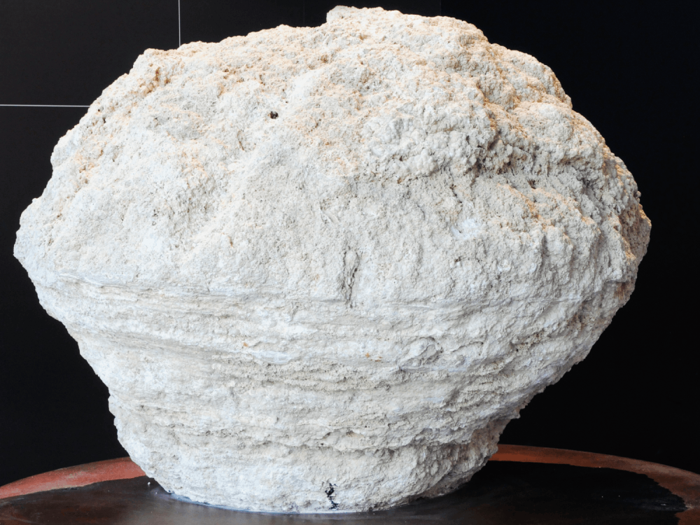 Photo d'un Stromatolite