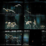 mur de squelettes de l'exposition permanente du Muséum de Toulouse