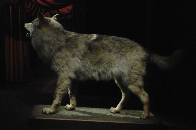 Loup des Pyrénées naturalisé