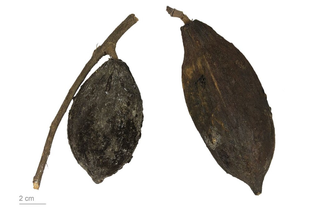Cabosse de cacao, Keningau