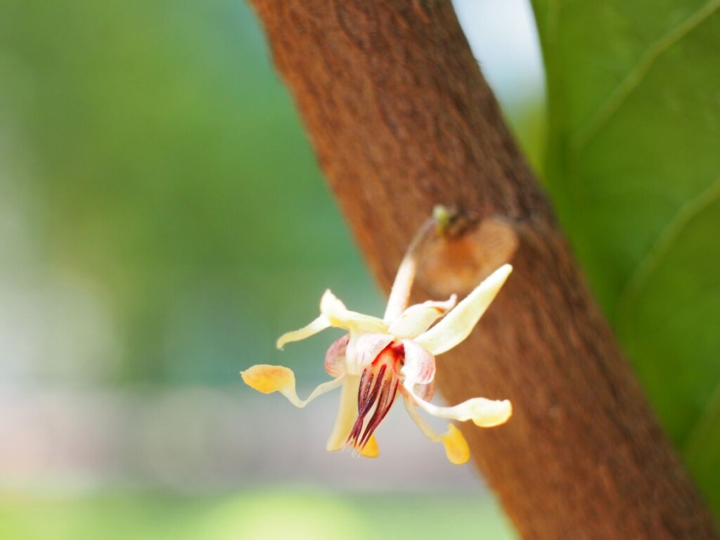 Fleur de cacaoyer