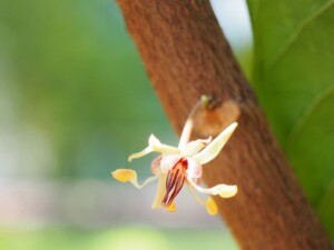 Fleur de cacaoyer