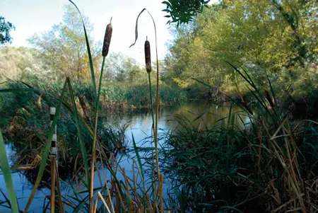 sentier oublié des Jardins du Muséum à Toulouse, quartier Borderouge