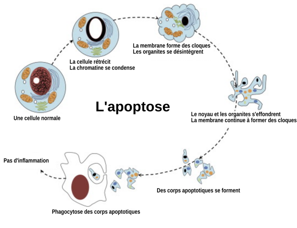 L’apoptose, Un mécanisme de mort cellulaire programmée