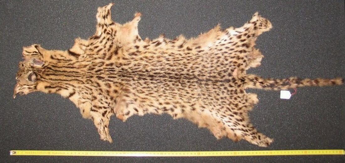 Leopardus tigrinus, Collections Muséum de Toulouse