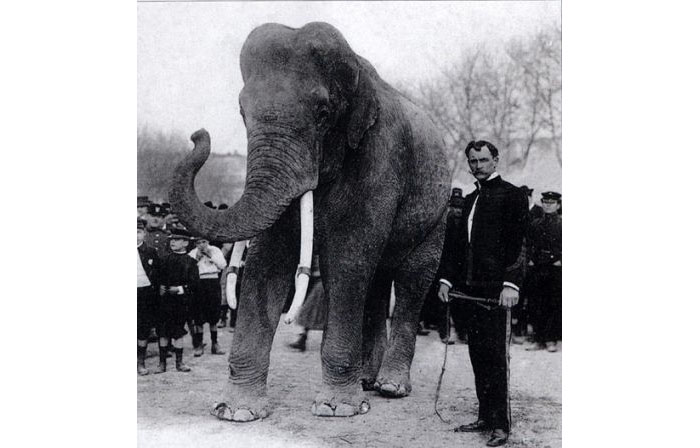 MR. Curley et son éléphant Punch