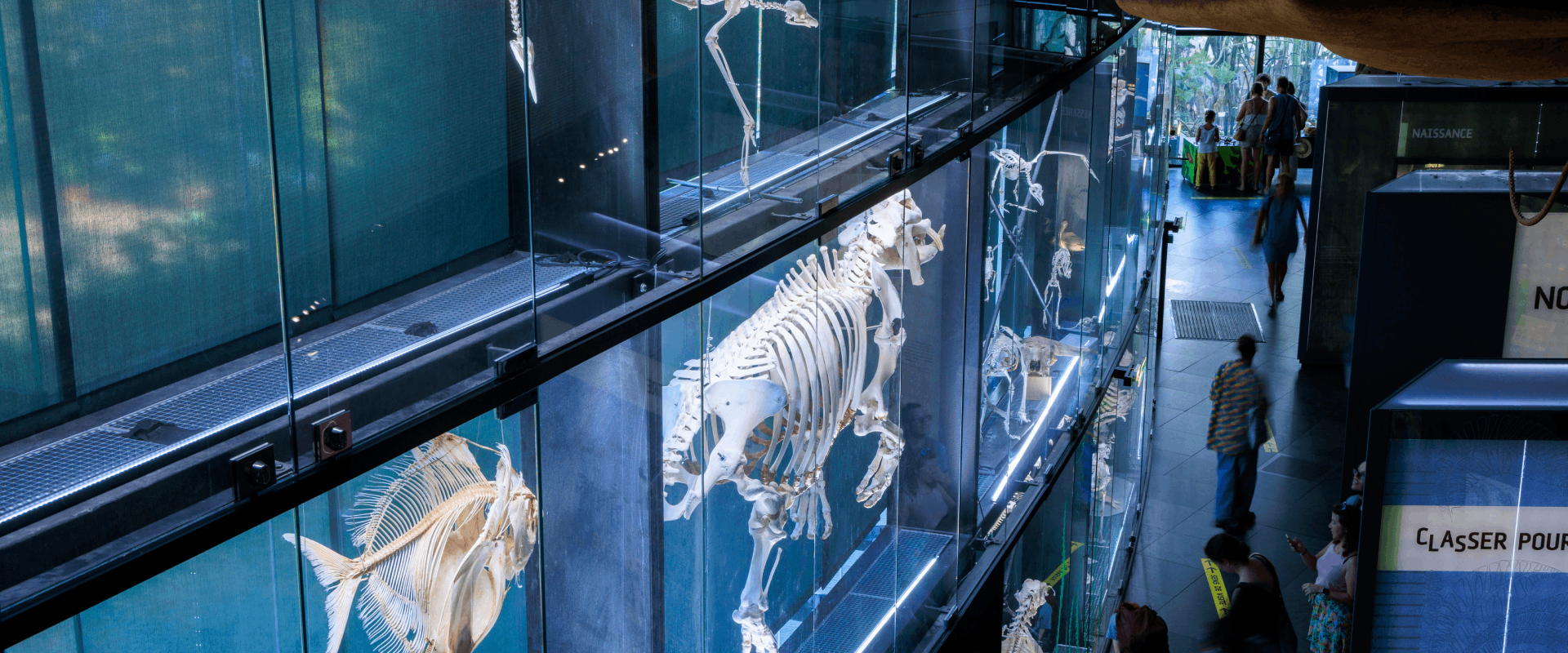 Mur des squelettes - Exposition permanente - 2022