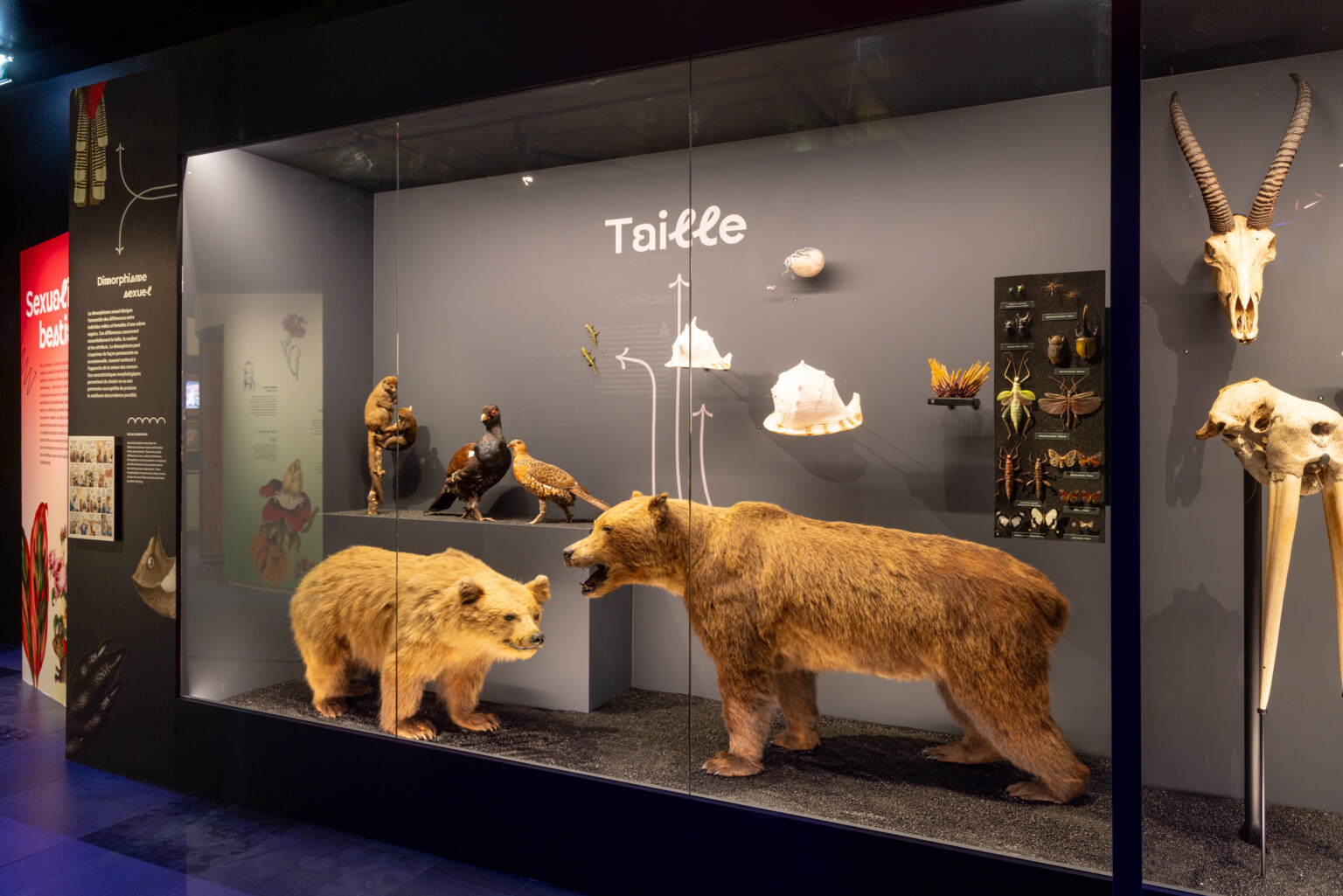 Sex-appeal, la scandaleuse vie de la nature - Muséum de Toulouse