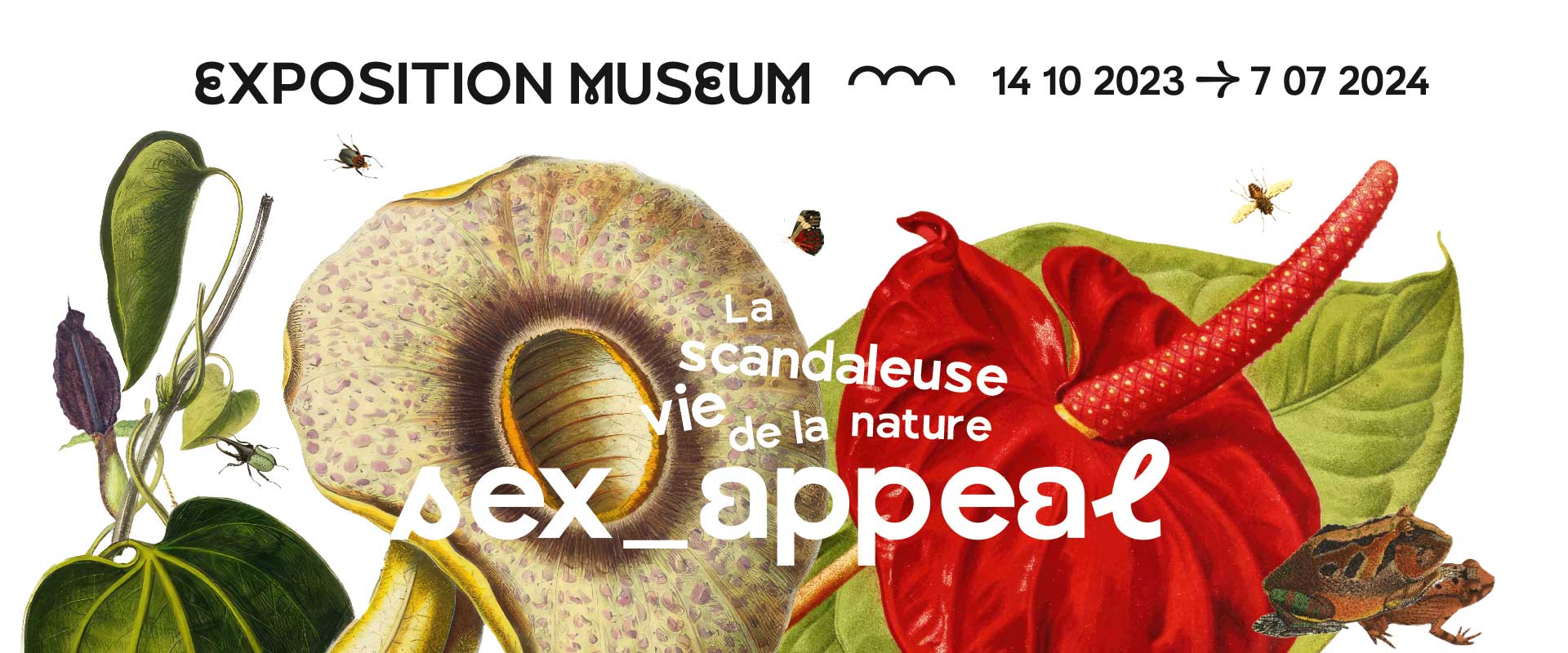 Exposition Sex appeal Muséum de Toulouse 