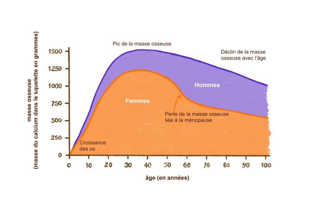 graphique de la masse osseuse par rapport à l'age