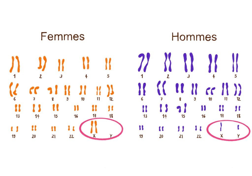 schéma des chromosomes chez les femmes et les hommes