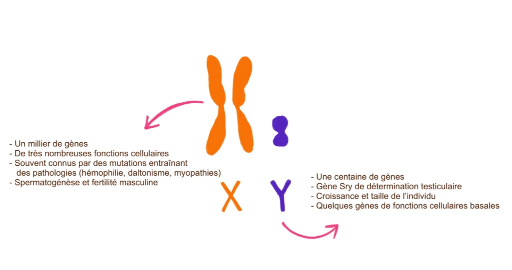 schéma des chromosomes X et Y