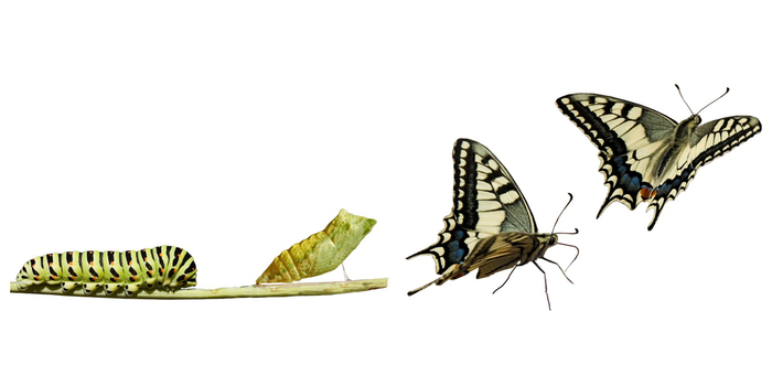 visuel de la conférence Histoire naturelle, métamorphose et transformisme mythologique au Muséum de Toulouse 