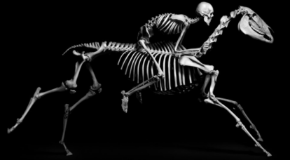 Le mur des squelettes du Muséum de Toulouse