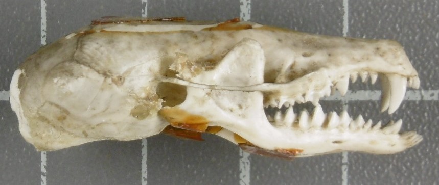 Crâne de Taupe aquitaine