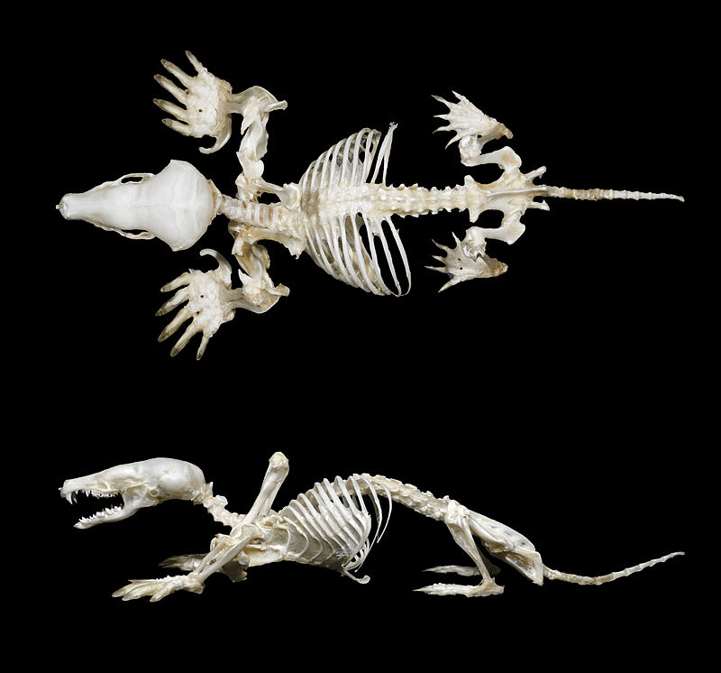 Squelette complet de Taupe d'Europe