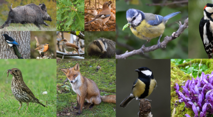 Webdoc – Faune et Flore de la forêt tempérée