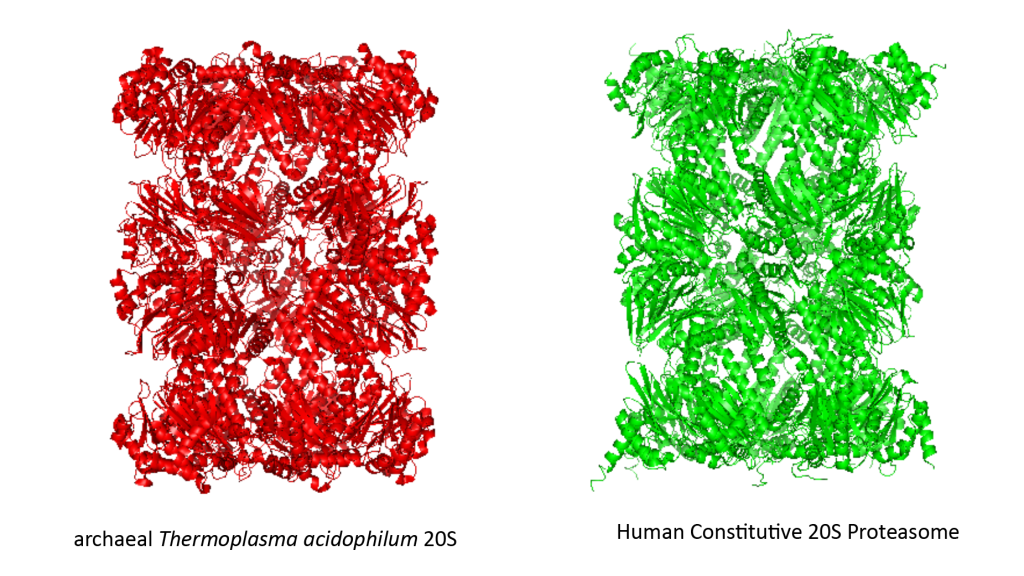 Structure moléculaire du protéasome humain