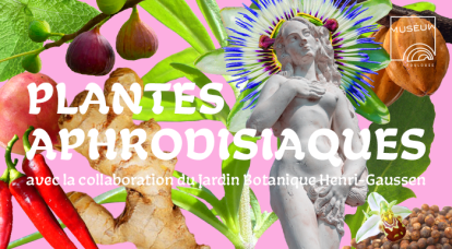 Podcast – Les plantes aphrodisiaques