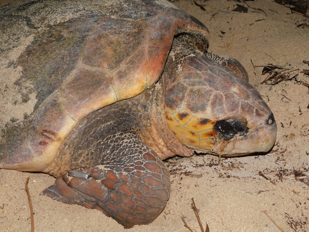 Tortues Caouanne femelle