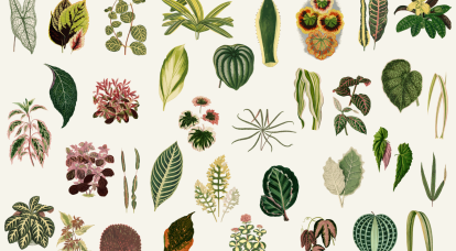 D’hier à aujourd’hui, la botanique dans les ouvrages jeunesse