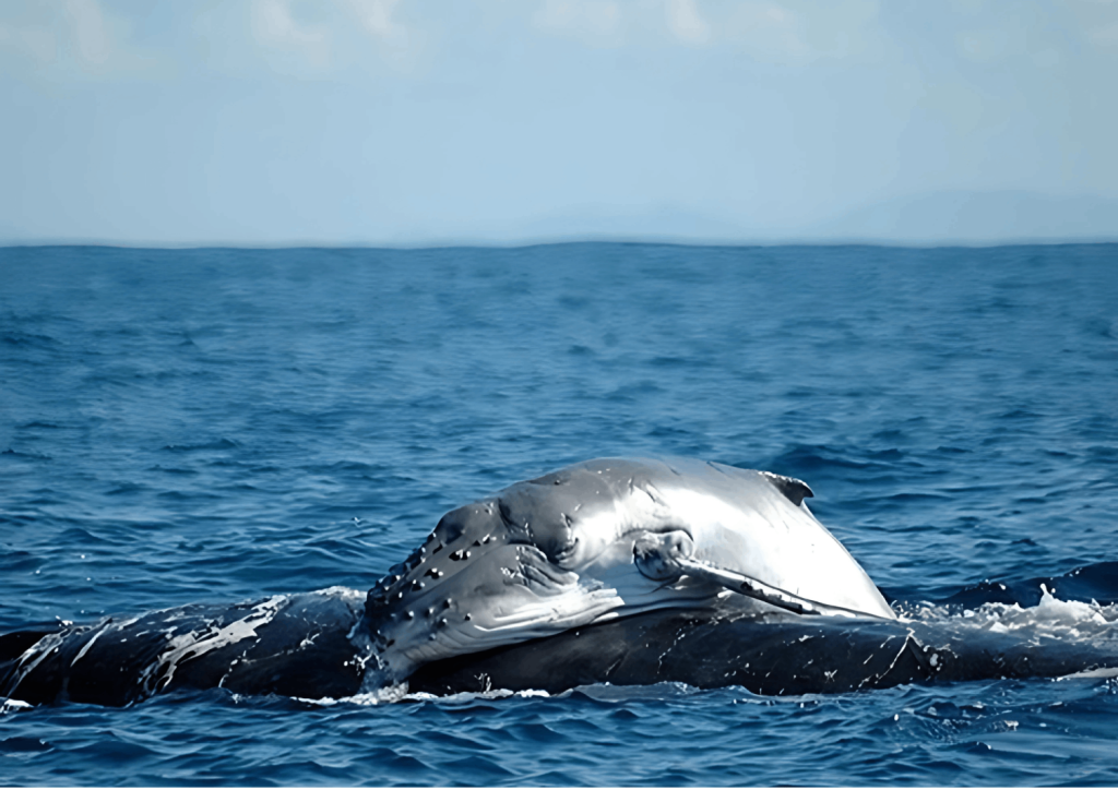 cétacés, baleine à bosse porté par sa mère