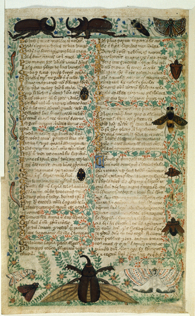 extraits du manuscrit Cocharelli