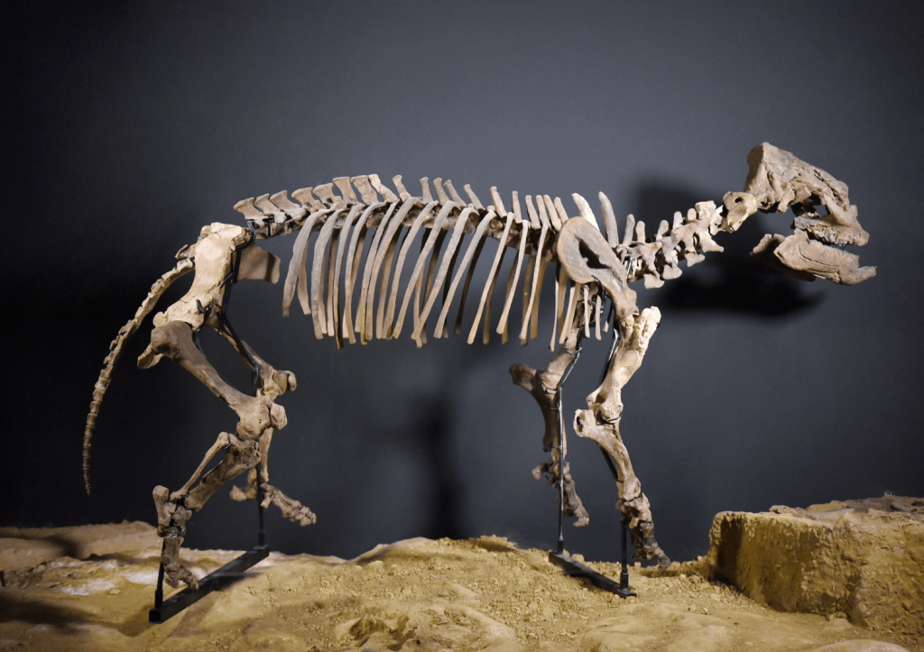 Prosanthorinus
