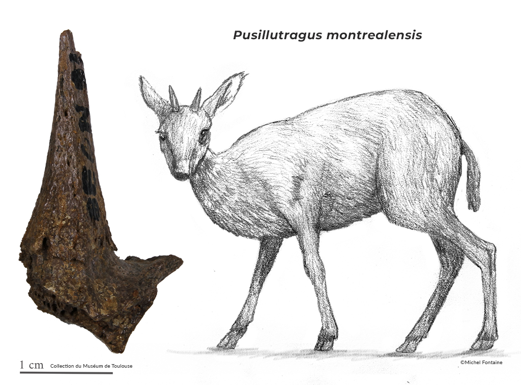 Pusillutragus montrealensis