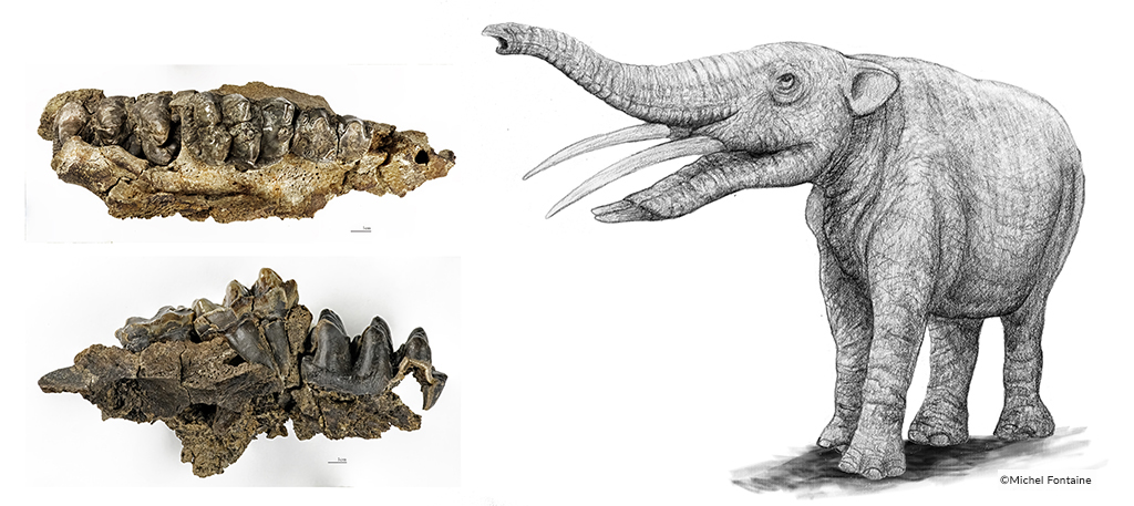 Dents du Gomphotherium, montréal-du-gers et illustration